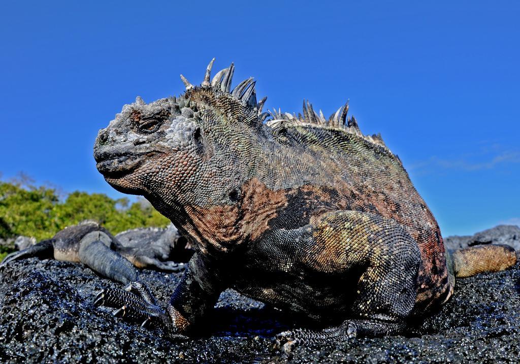 مبيت وإفطار بويرتو بكويريزو مورينو Galapagos Eco Friendly المظهر الخارجي الصورة