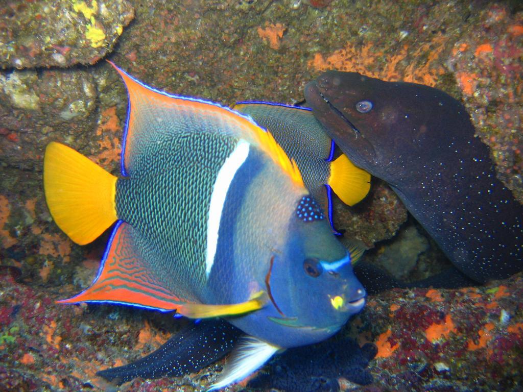 مبيت وإفطار بويرتو بكويريزو مورينو Galapagos Eco Friendly المظهر الخارجي الصورة