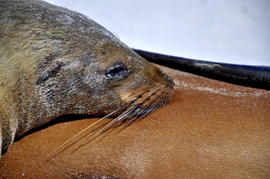 مبيت وإفطار بويرتو بكويريزو مورينو Galapagos Eco Friendly المظهر الخارجي الصورة