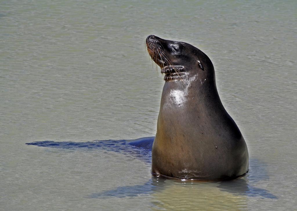 مبيت وإفطار بويرتو بكويريزو مورينو Galapagos Eco Friendly المظهر الخارجي الصورة